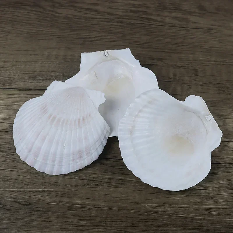 Натуральные Большие БЕЛЫЕ РАКУШКИ с фестонами настенные наклейки детская