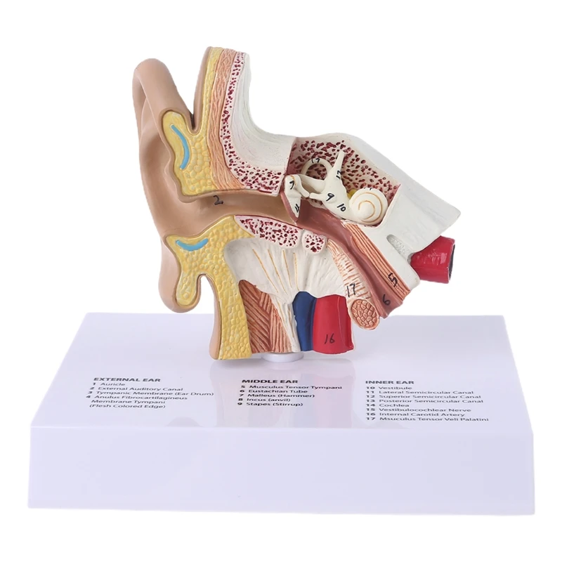 

H7EC 1.5 Times Life Size Human Ear Model Scientific Anatomy Teaching Supplies Anatomical Study Display Professional