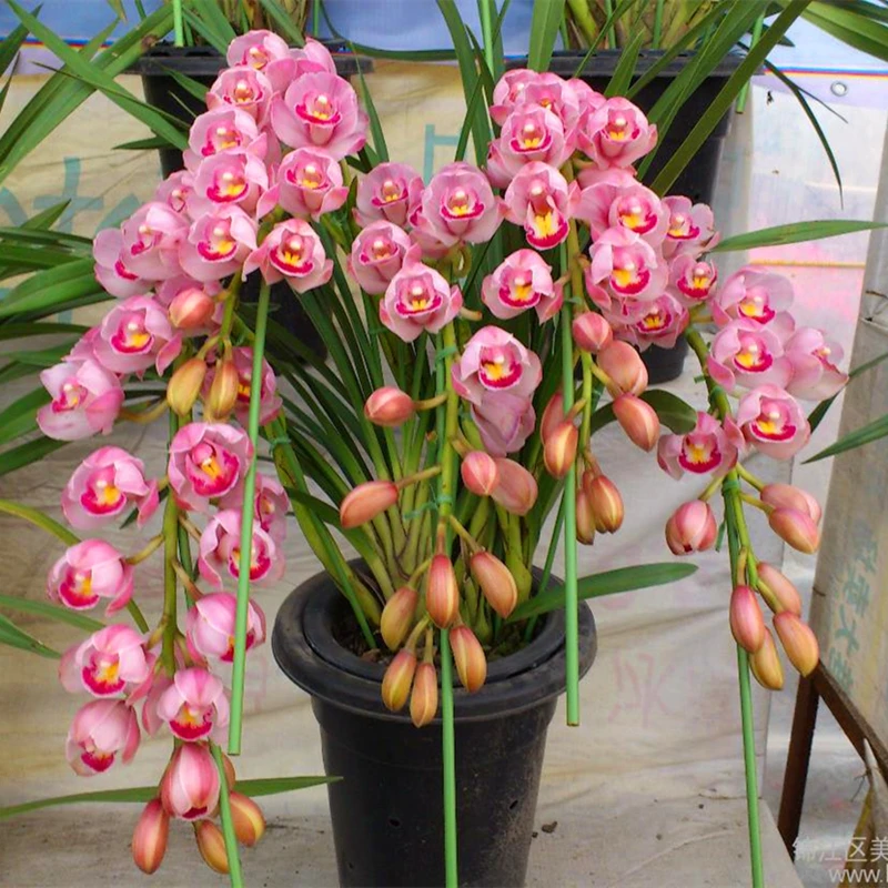 

200 шт., ароматические благовония для сада, бонсай