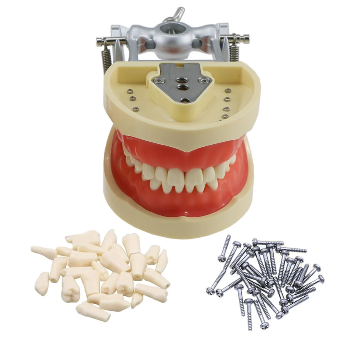 Dental Typodont Model 32 Removable Screw-in Teeth Soft Gums for Kilgore Nissin