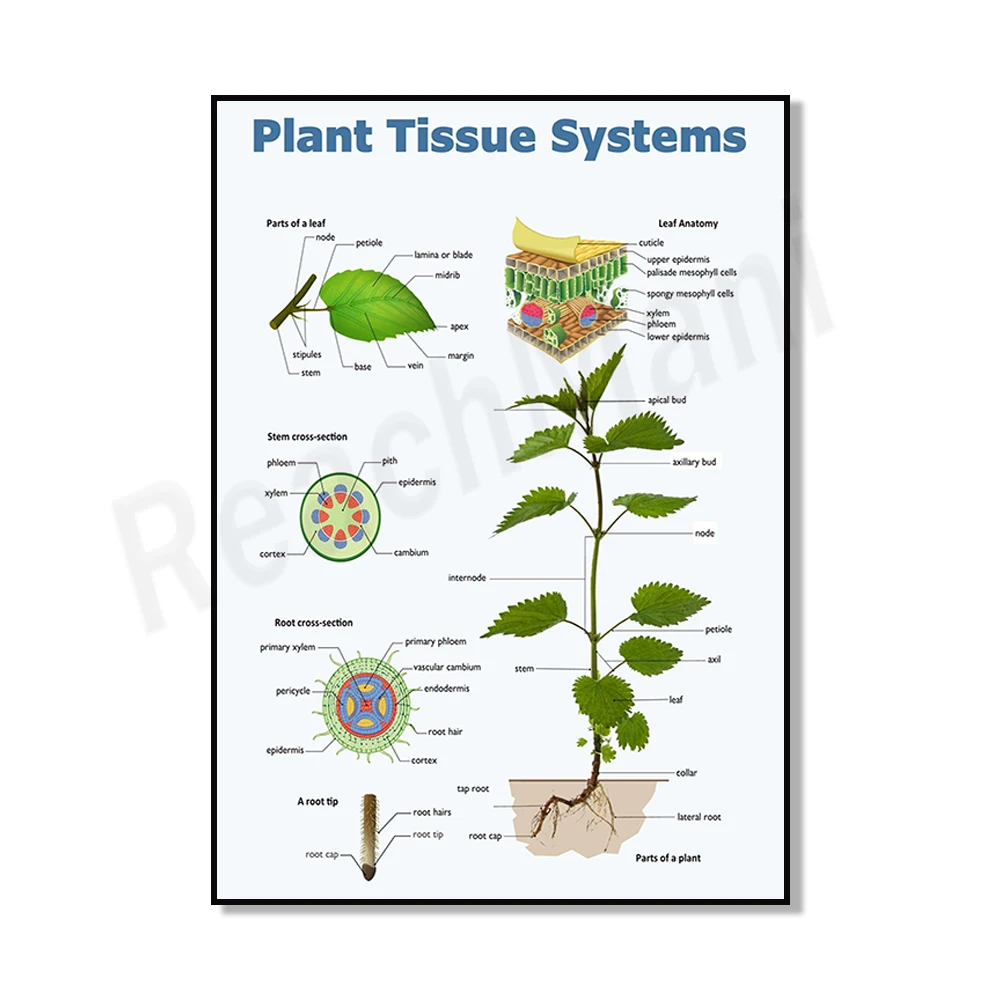 

Плакат по биологии растений ReachMani ERR2302