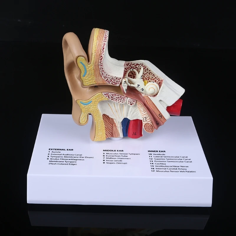 

1.5 Times Life Size Human Ear Model Scientific Anatomy Teaching Supplies Anatomical Study Display Professional H8WD