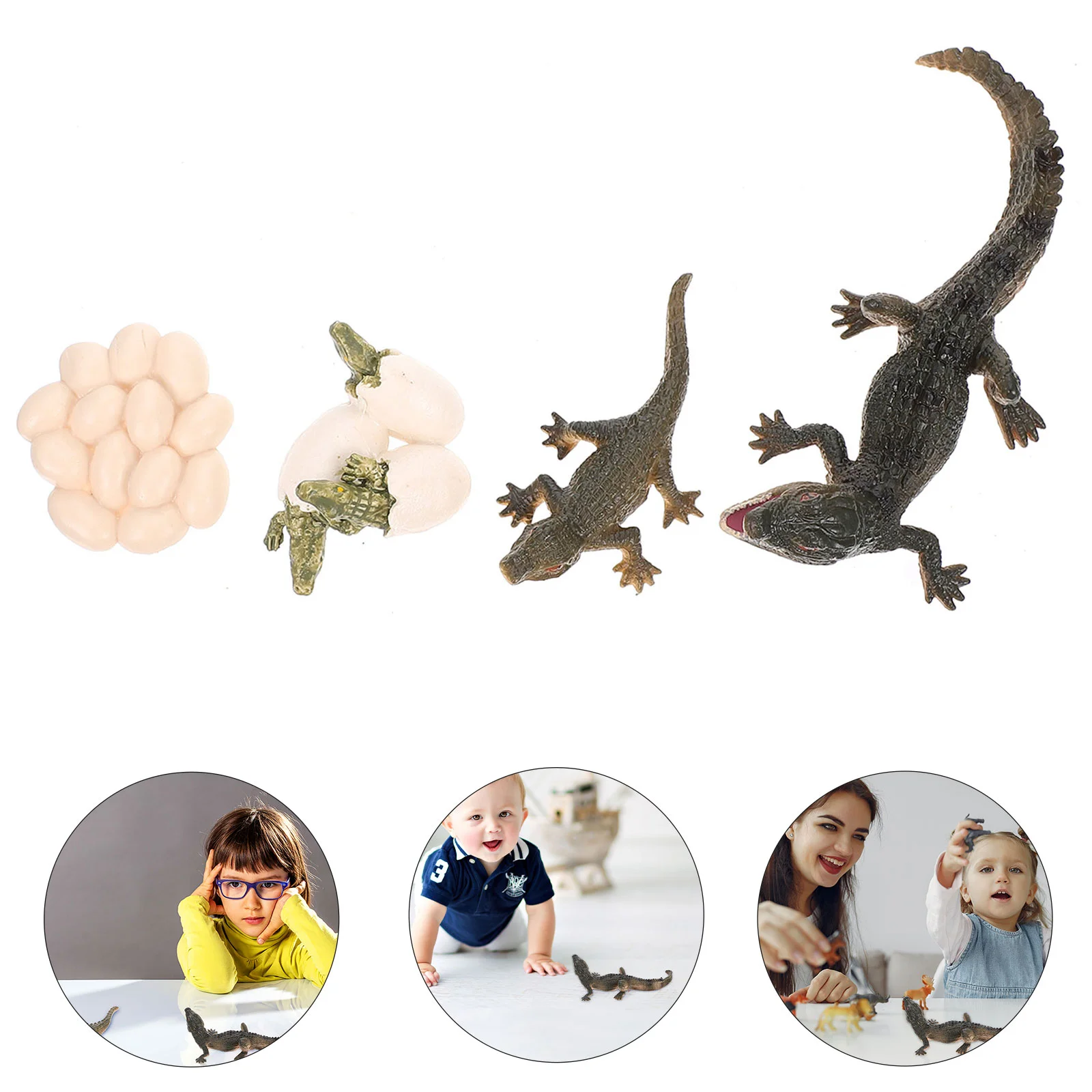 

Growth Cycle Model Crocodile Figurine Early Education Prop Plastic Life Toy Childrens Toys Figure Kids Animal Butterfly