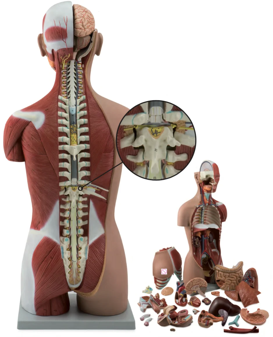 Мужская и женская гермефидрическая модель человеческой спины с открытой