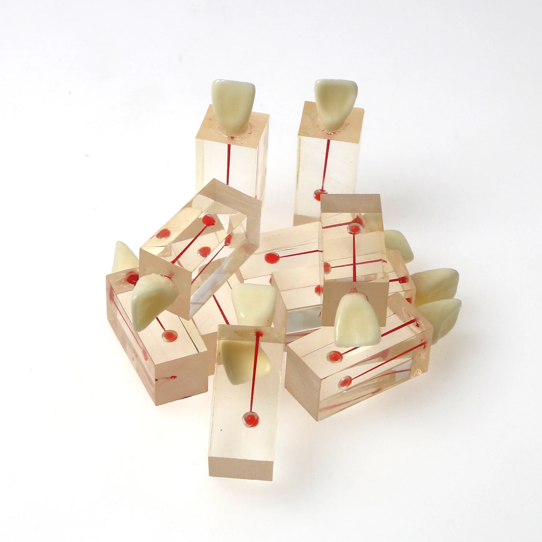 Модель корневых каналов BeingFoshan для эндодонтического обучения