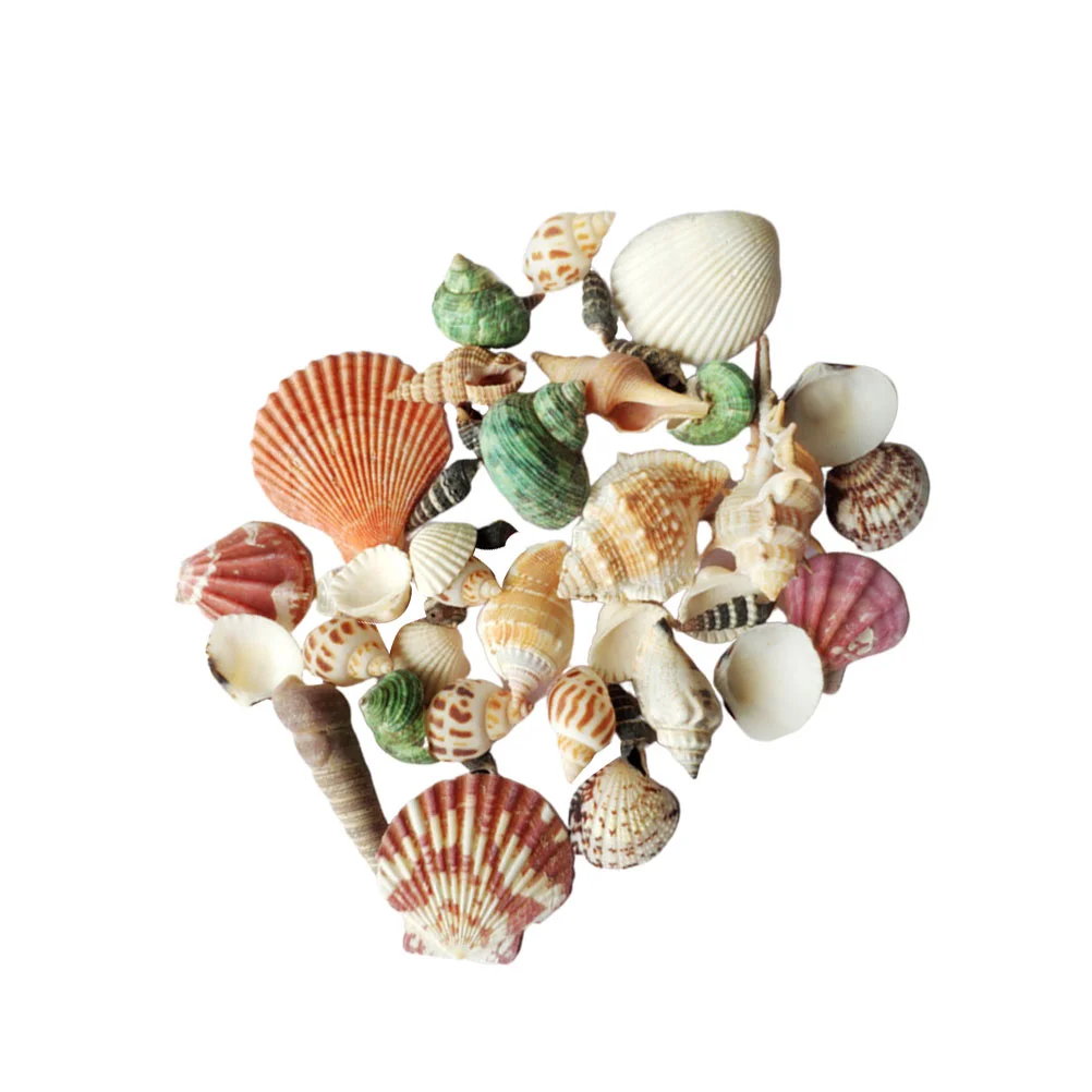 

250g Mixed Ocean Beach Seashells Natural Shells Conchs Colorful Sand Beach Shells Diy Shell Crafts for Tank Vase Fillers Party
