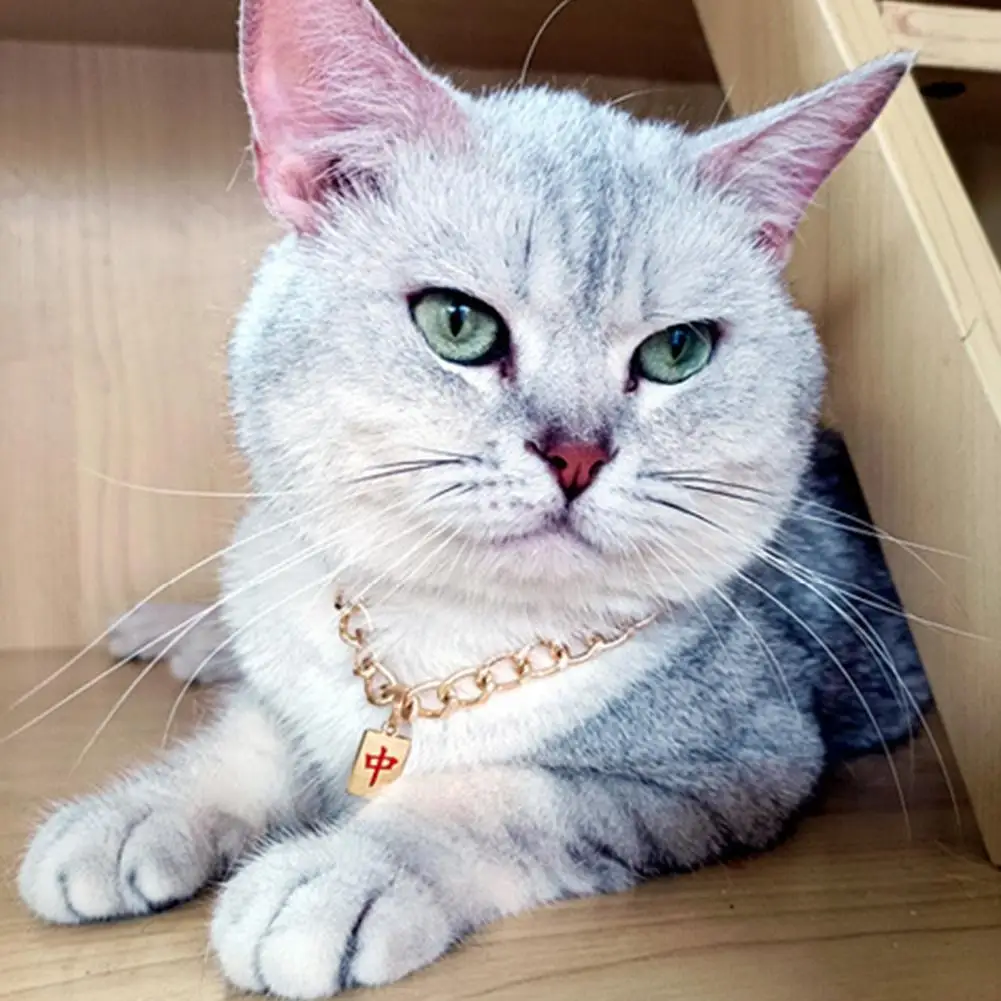 

Pet Necklace Durable Eye-catching Eco-friendly Birthday Gift Jewelry Necklace Cat Neck Circle