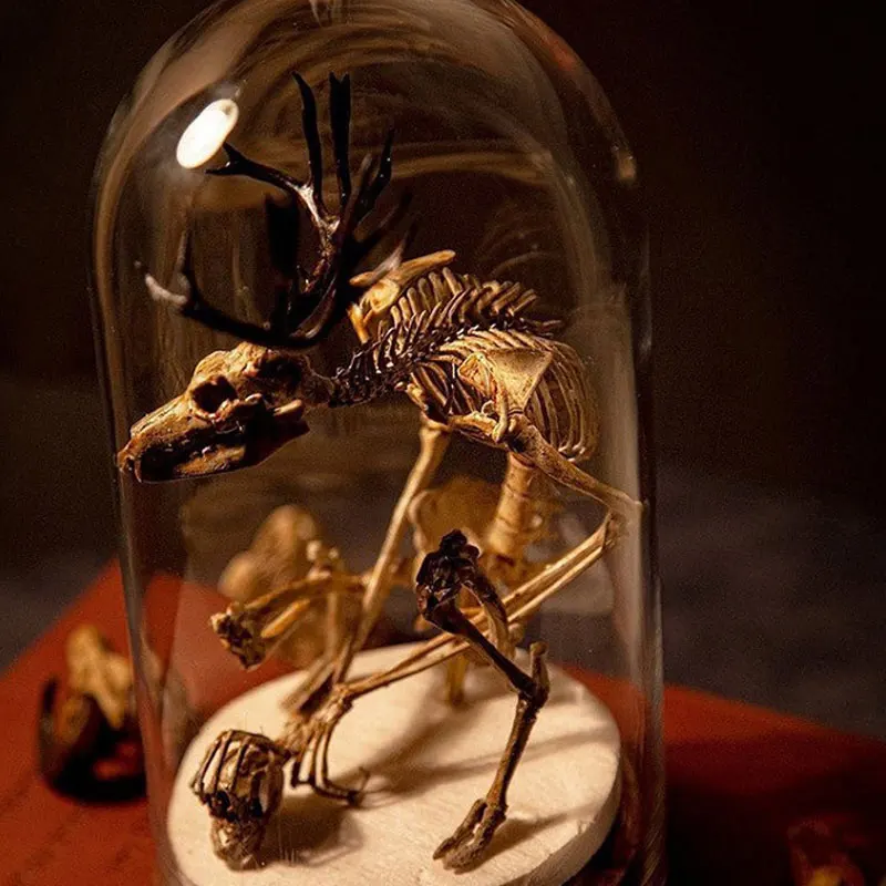 

Cabinet Flying Dragon Skeleton Sculpture with Glass Container Home Decor