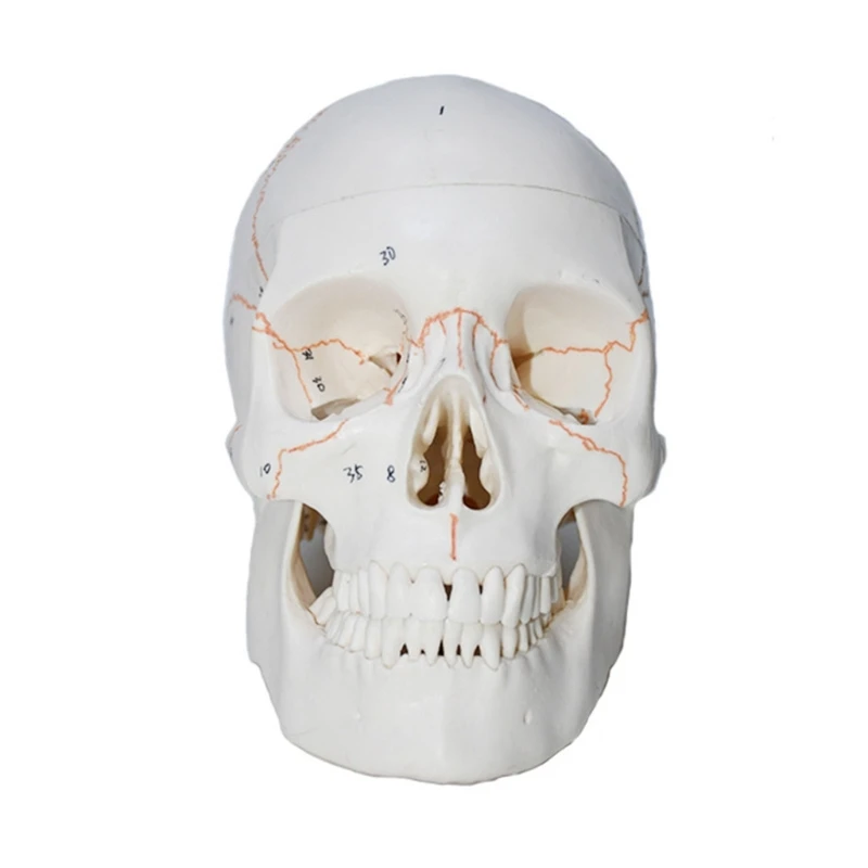 

16FB Модель скелета головы в натуральную величину для медицинского отчета по изучению заболеваний, с цифровой кодировкой