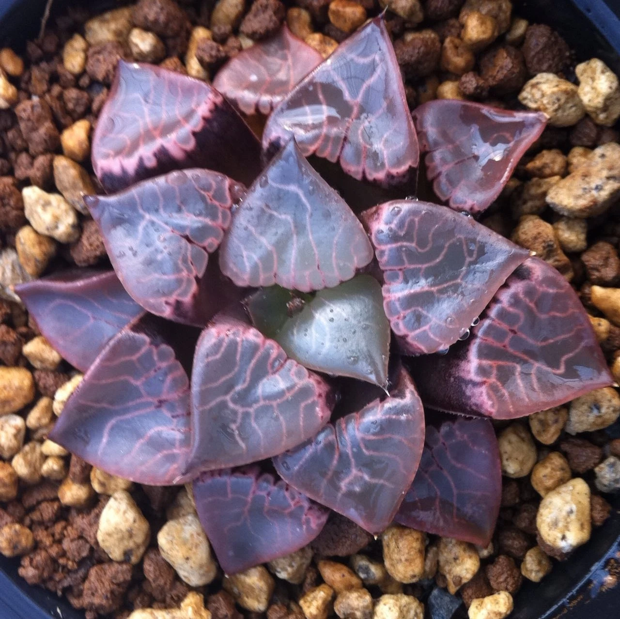 

50 шт./упак. Семена «Haworthia иться-Yulu»