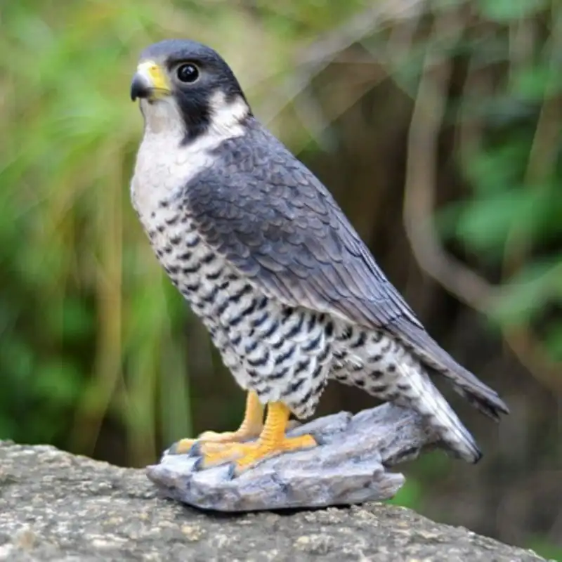 

PEREGRINE FALCON Lazer