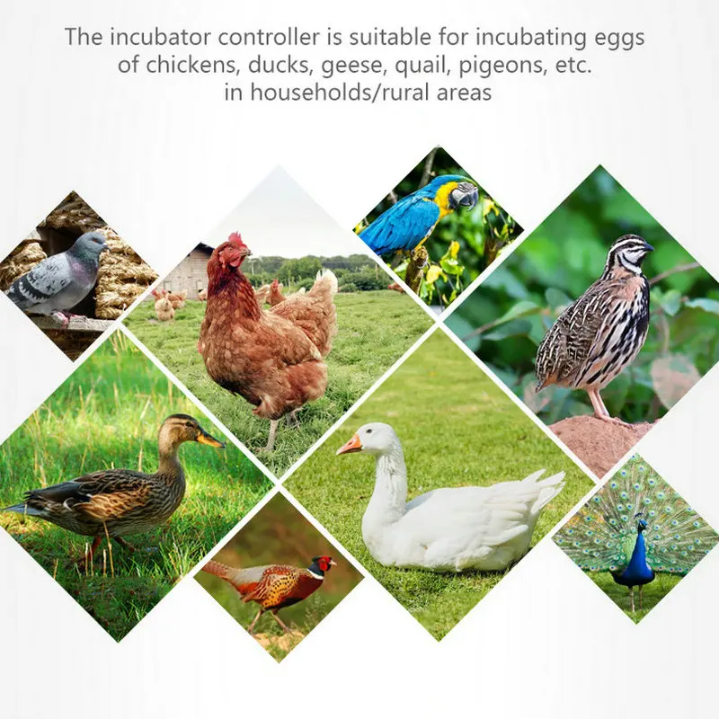 Цифровой контроллер инкубатора многофункциональный термостат с датчиком