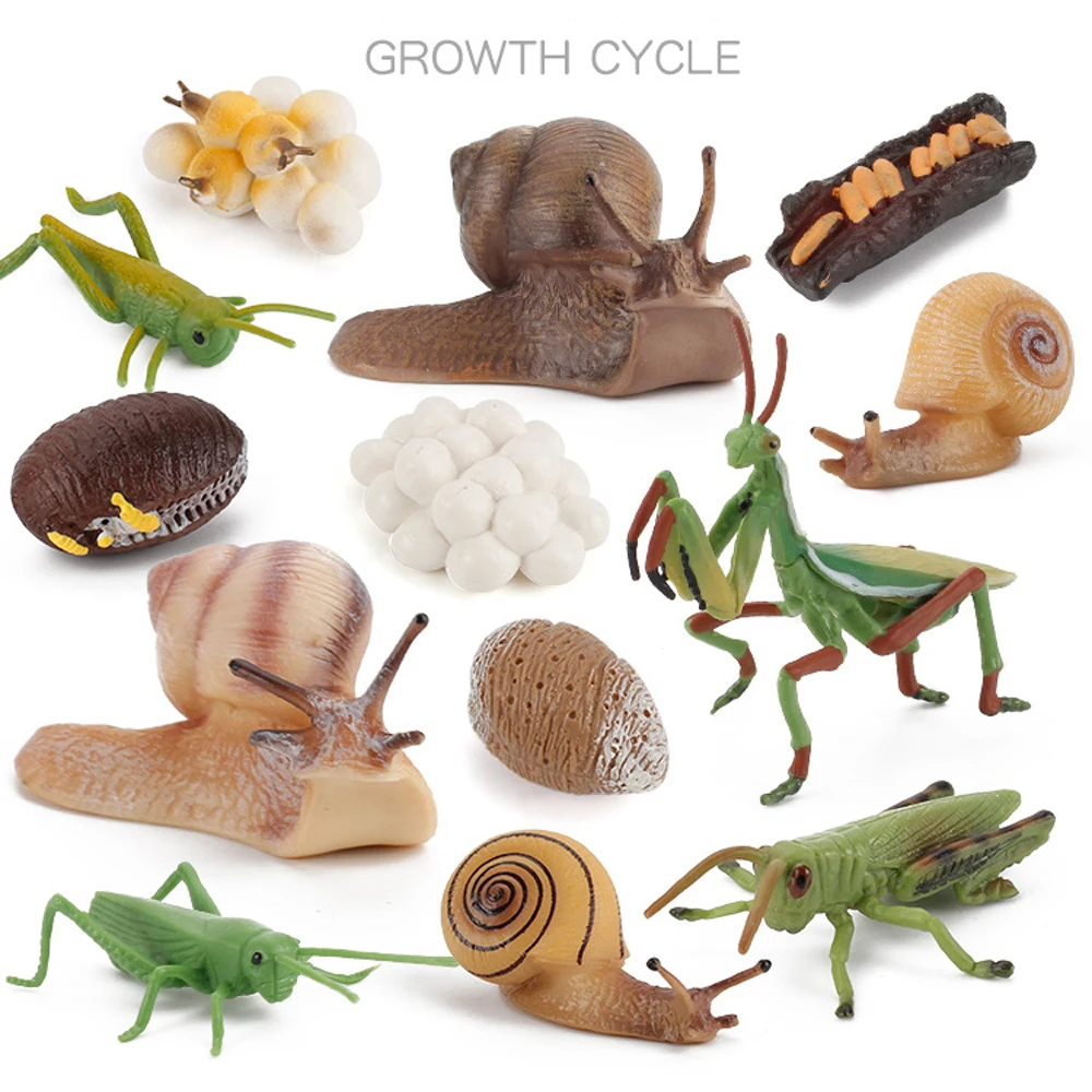 

Educational Kids Cognitive Grasshopper Cycle Mantis Figurine Life Cycle Figures Snail Growth Cycle Praying Mantis Toy