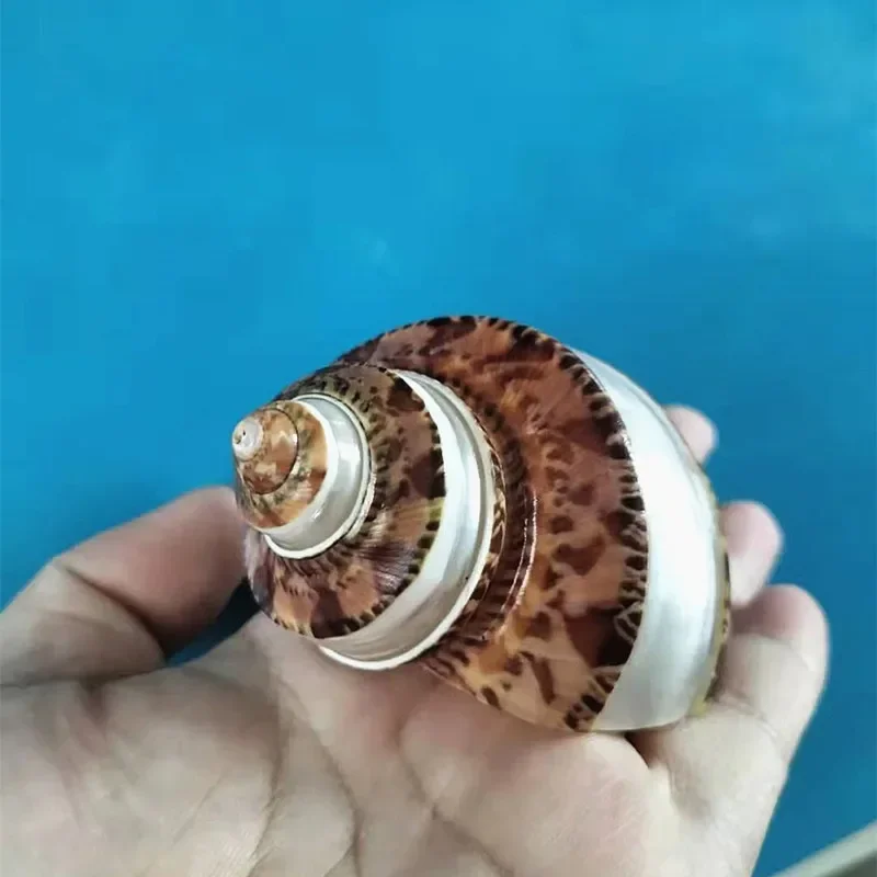 Натуральные ракушки из ракушек с крылатыми улитками редкие морские сменные для