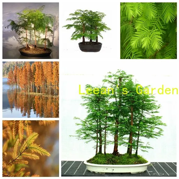 

100 шт., семена растений Metasequoia для украшения дома