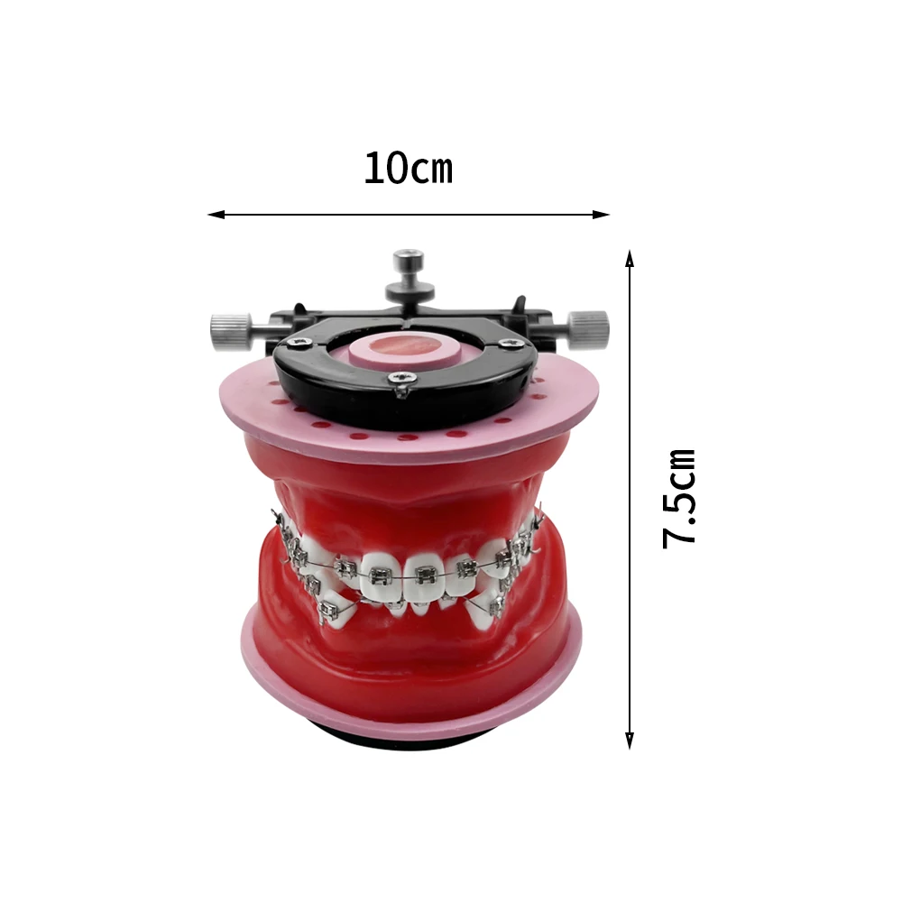 Ортодонтическая обучающая модель для стоматологического техника тренировочное