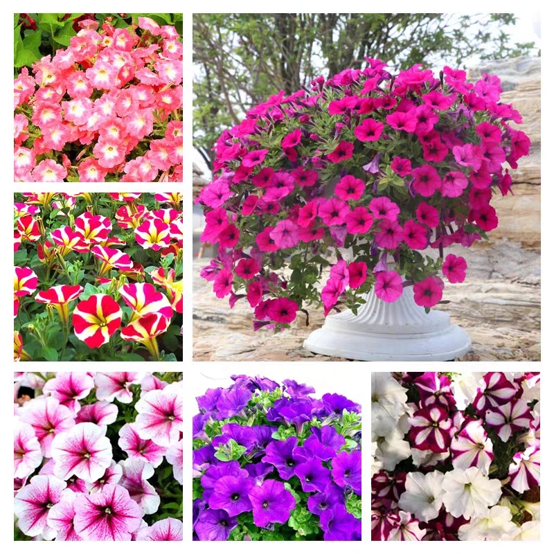 

200PCS/Pack " Garden Petunia - Aiqianniu " - Semillas