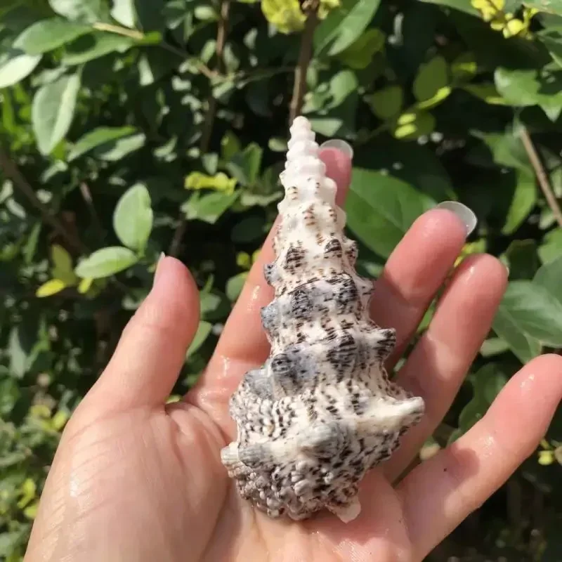 2 шт. ракушки монстр-Башня улитка Европейский краб охранная трость аквариум