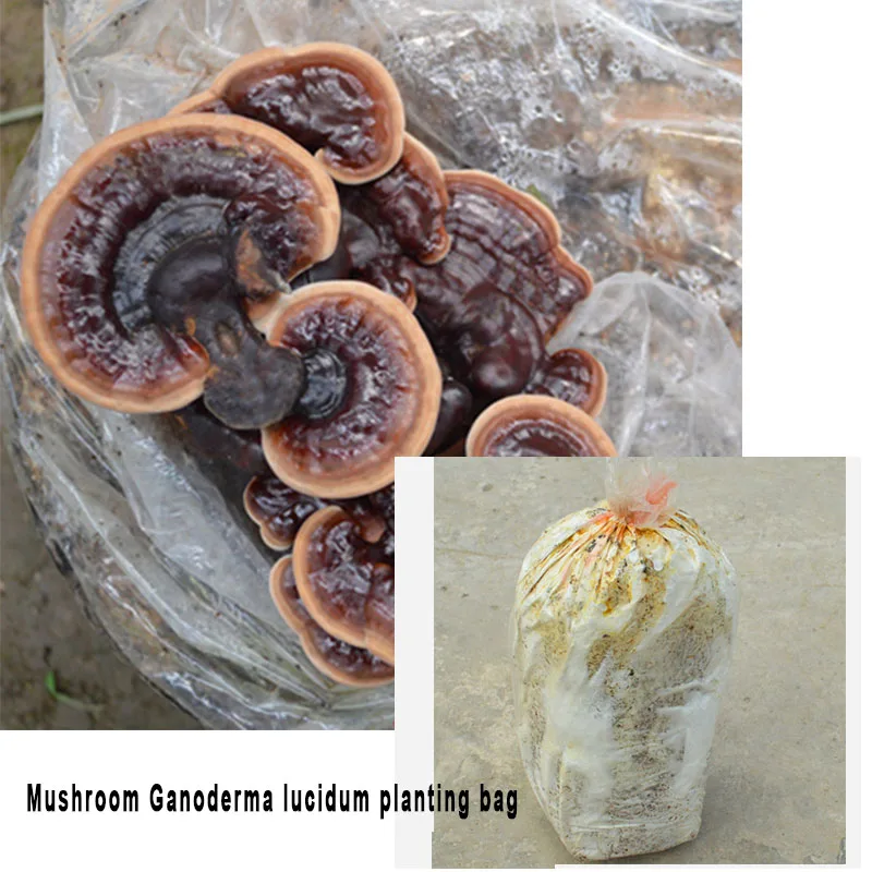 

Гриб Ganoderma lucidum штаммы выращенные Посадки Мешок дома 1 мешок