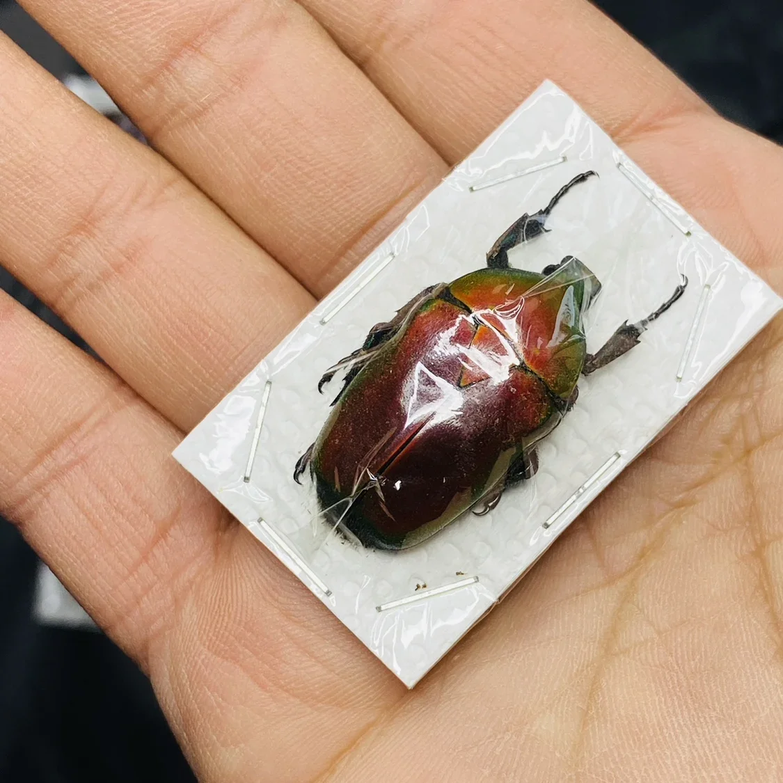 Dicheros Bicornis Malayanus Blood Red Золотая черепаха Образец настоящего жука Steam Коллекция