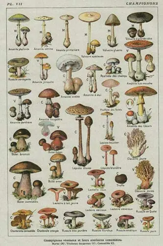 

New Eeypy Mushroom Poster Chart Education Fungus Botany Different Breeds Retro Vintage Farm Courtyard Garden Animal Tin Signs