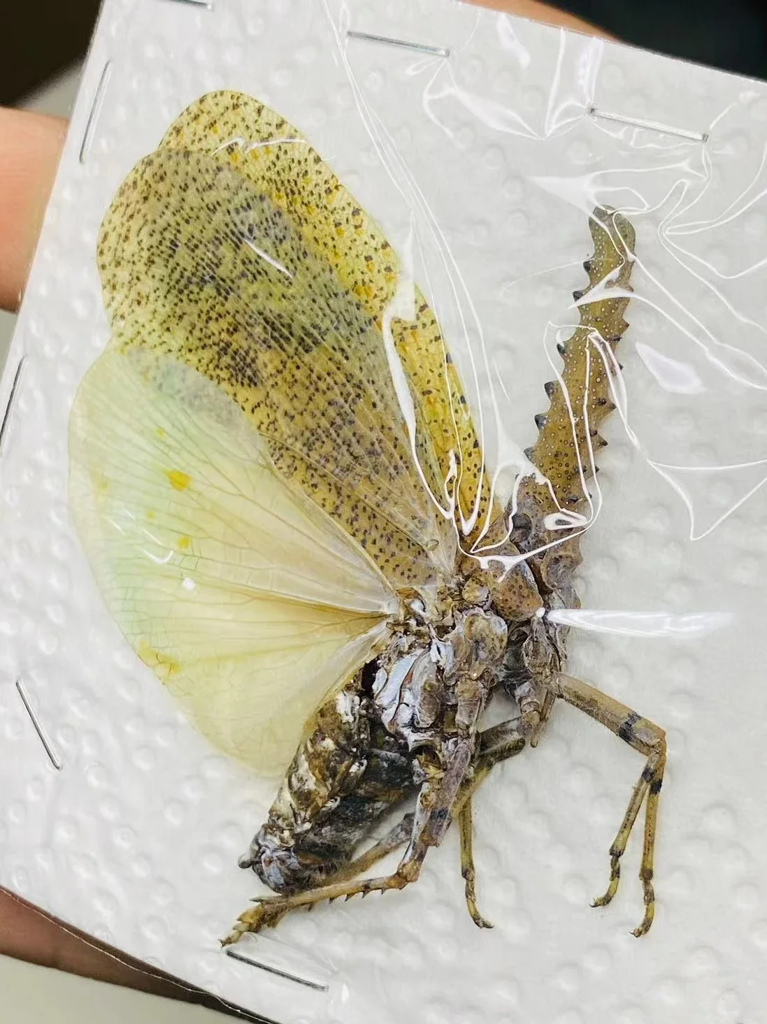 1 шт. настоящие образцы цикады Tosena Splendida Beetle украшения с насекомыми декоративные