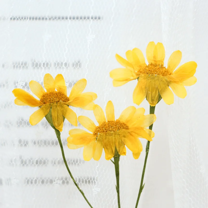 Женский гербарий для украшений открыток закладок в рамке