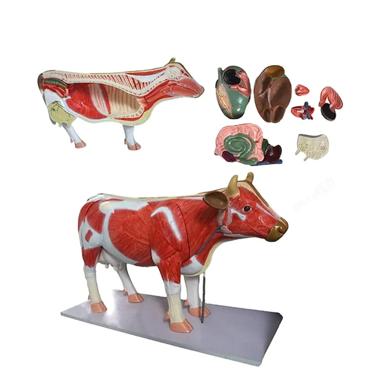 

Medical science Animal Dog Cat Horse Cow Acupuncture Model, Animal skeleton Anatomy Model