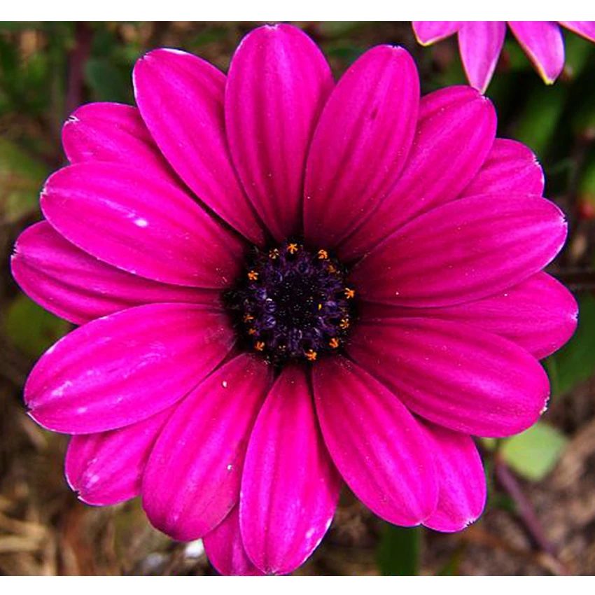 

5D DIY Diamond Painting full Square Drill Home Decor Painting Cross Stitch Diamond Embroidery Flowers Mosaic Pattern