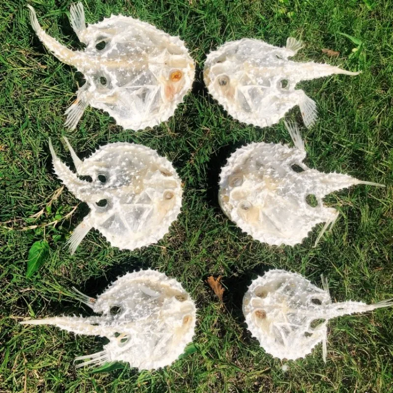 

1 Piece Real Chili Fish Body Skeleton Skull Taxidermy Art Deco 15/18/20cm