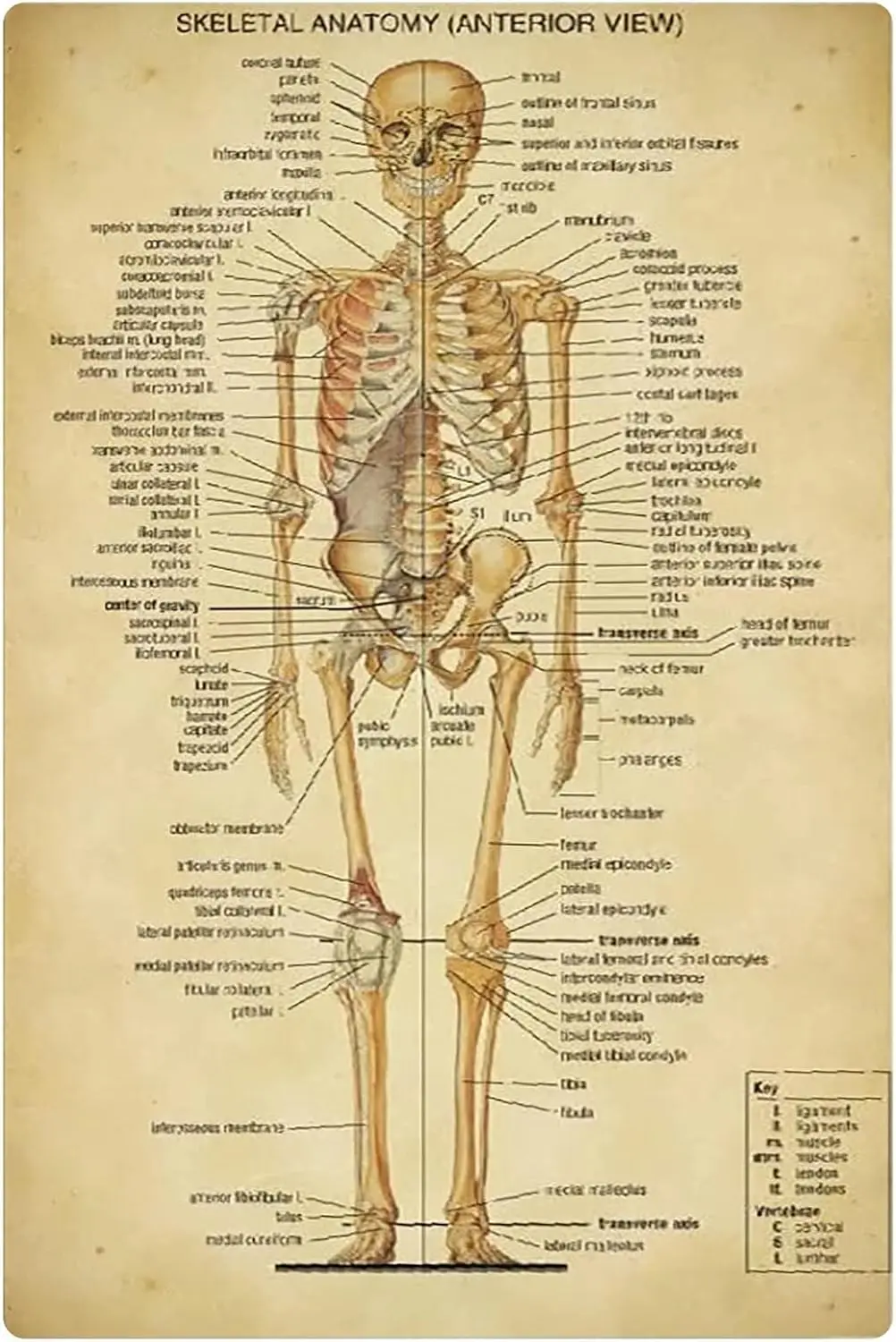 JUFOTK Skeletl ntomy Metl Tn Sgns Humn nteror Vew Ретро постер Medcl Знания Типогрифия Plque Доктор Офис