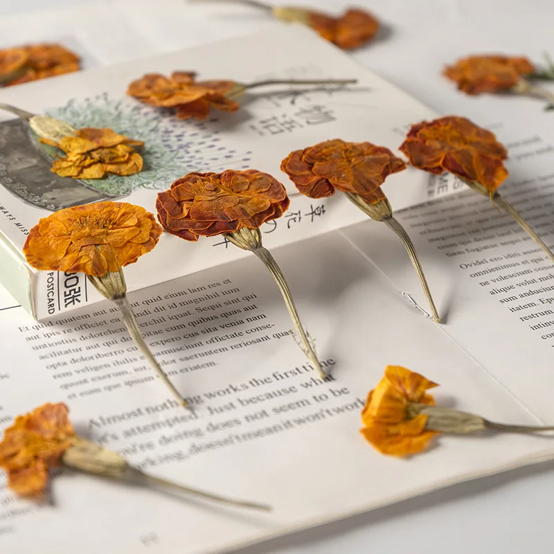 

Pressed Flower For Resin Tagetes Erecta Dried Flower For DIY Phone Cover Craft Art Canlde Soap Photo Frame Scrapbook 12pcs