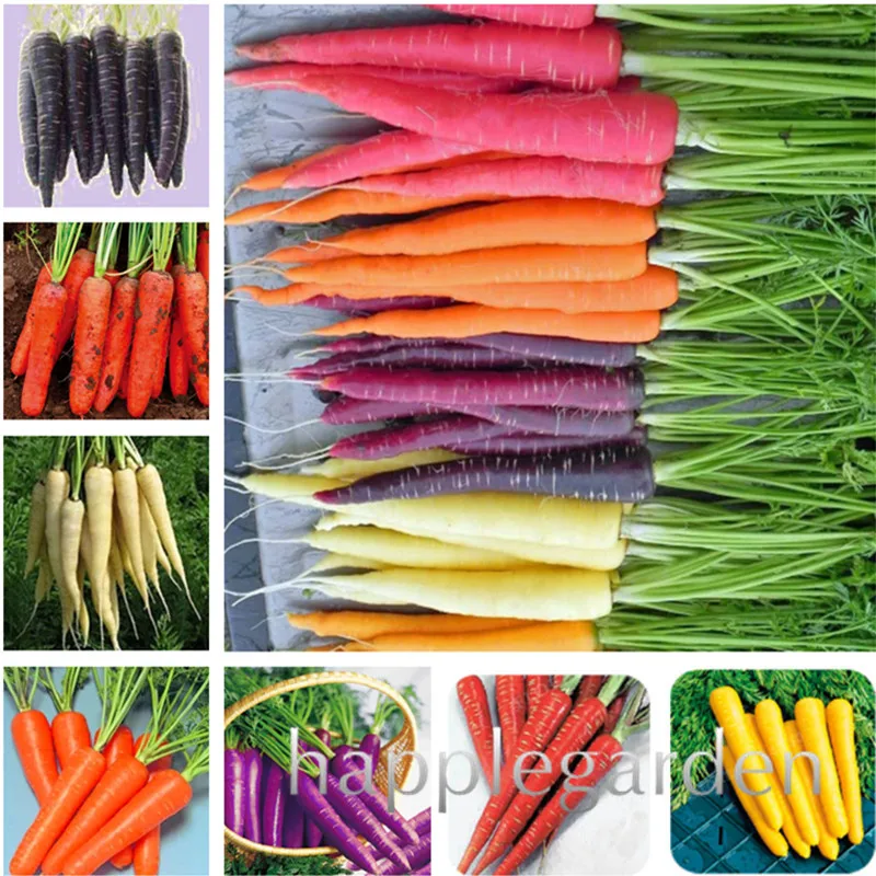 

Ginseng Vegetable fruit radish carrot Cherry radish 100 Pcs