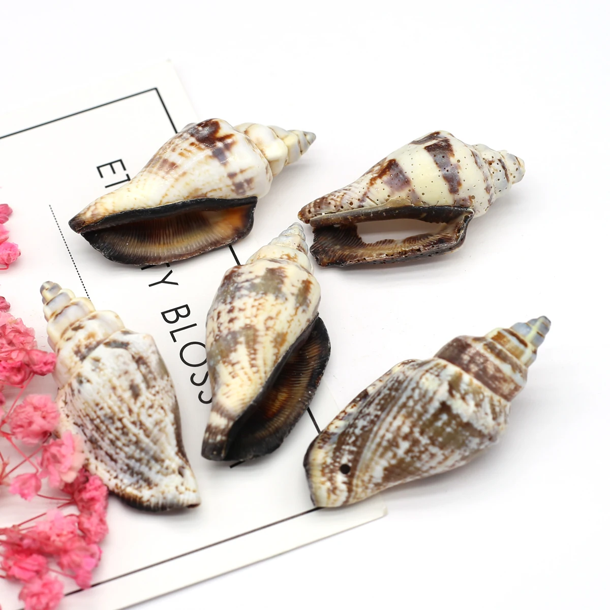 

Wholesale 18Pcs Natural Conch Black Shells Home toys Decoration Material Natural Craft Seashell Aquarium Fish Tank Landscape