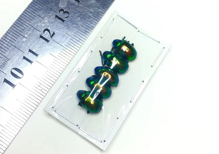 Спартанский вертикальный Карманный образец Chrysochus Auratus домашний декор 5 шт. в