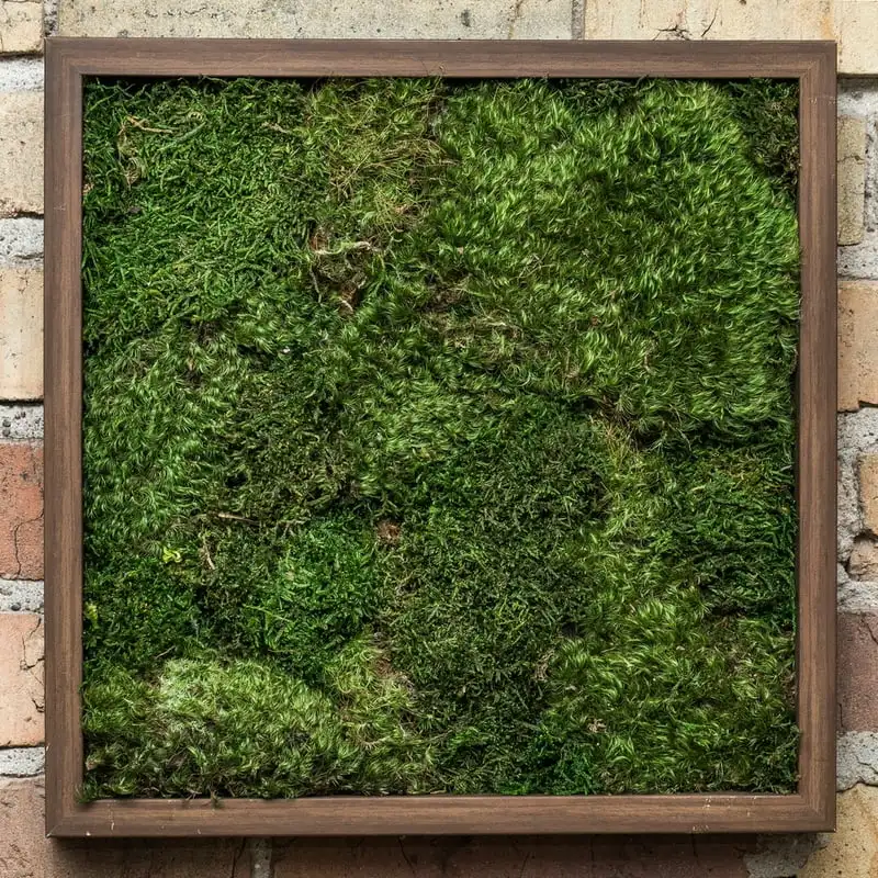 

Lbs Bag of Green Sheet Moss, Preserved