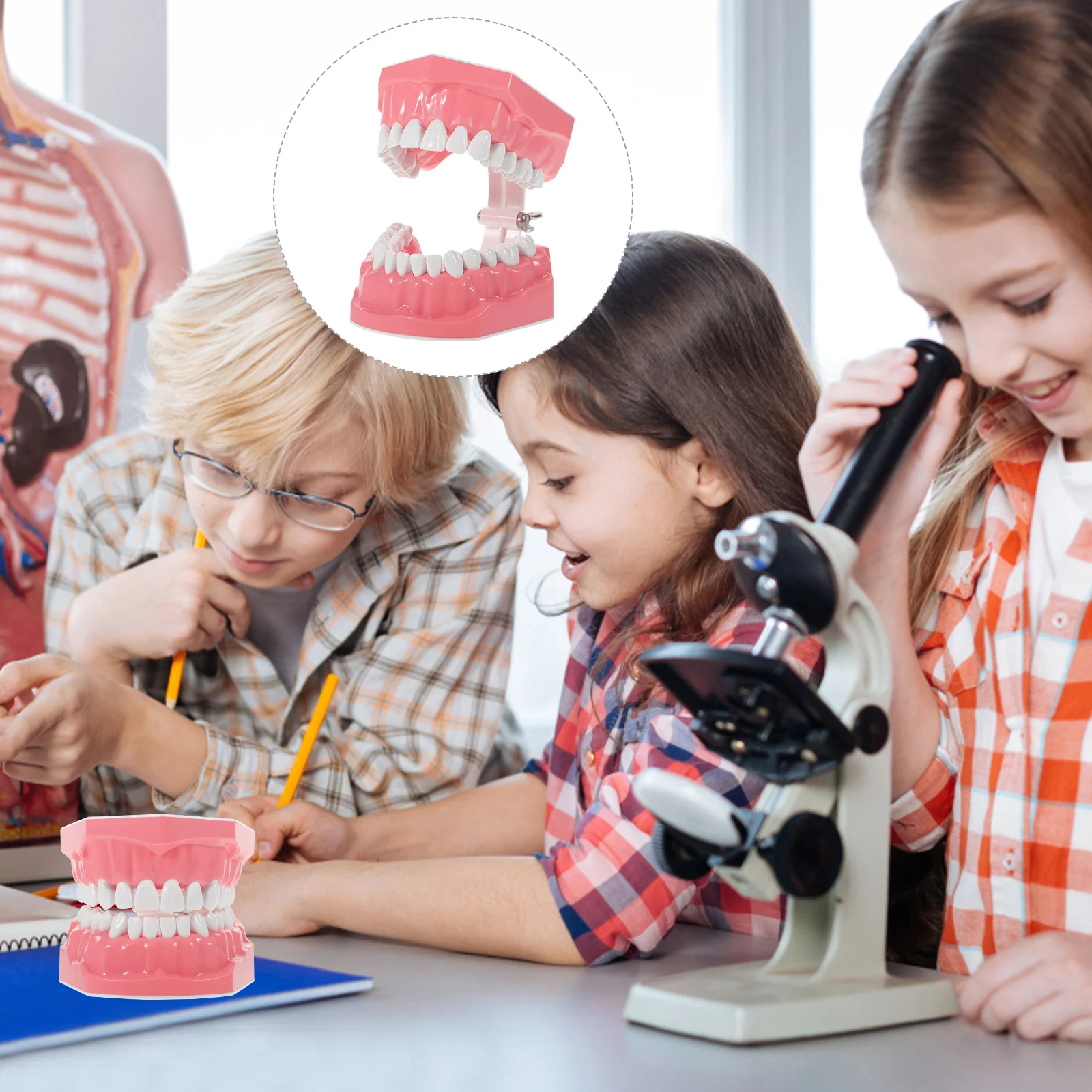 

Приспособления для детей, Обучающие модели зубов, Обучающие товары-модели типоне, стандартная модель зубов для детей