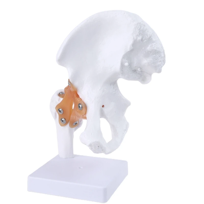 

Life Size Ligament Hip Joint Medical Anatomy Model Skeleton Teaching Tool