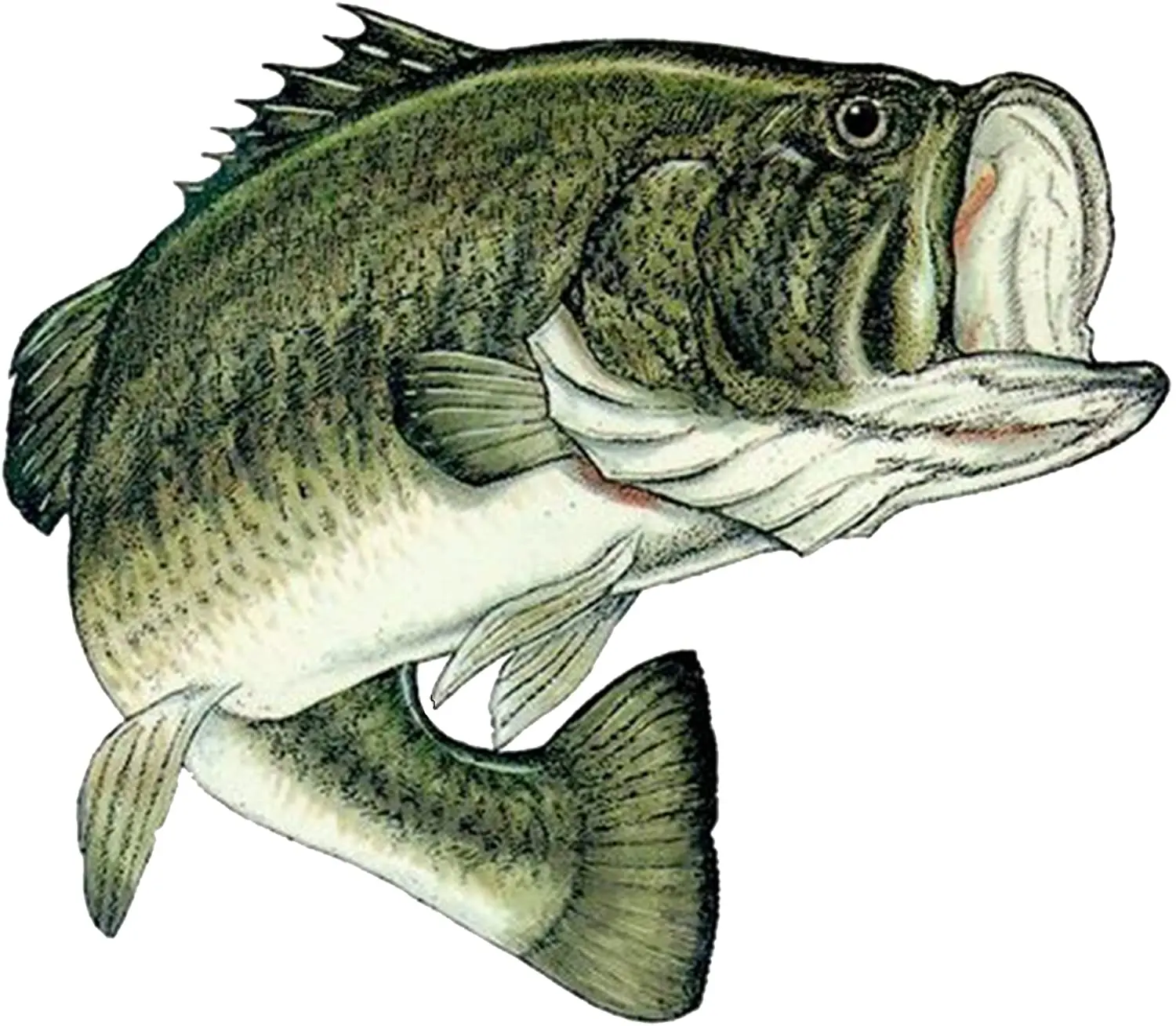 

Наклейка на бампер, 17 см * 13 см