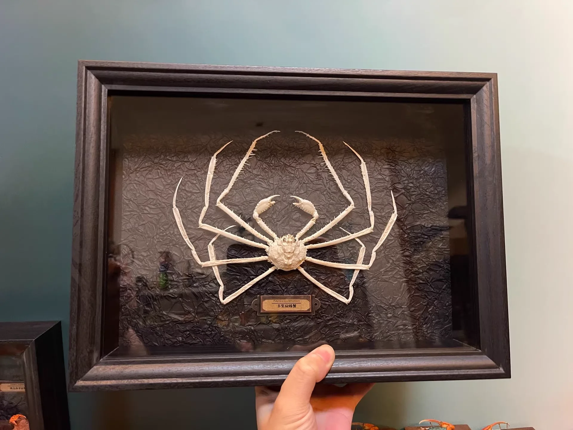 

Статуэтка краба Platymaia Wyvillethomsoni