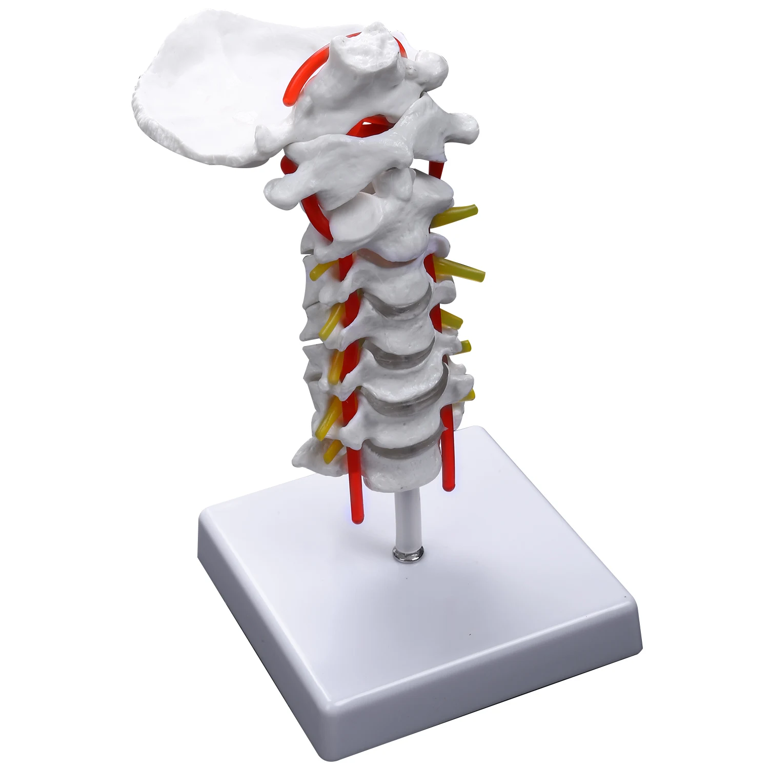 

Cervical Vertebra Arteria Spine Spinal Nerves Anatomical Model Anatomy for Science Classroom Study Display Teaching Model