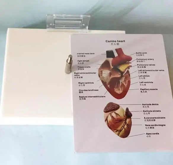 Модель Canine в форме сердца разобранная 2 части диссекция внутривенного желудочка
