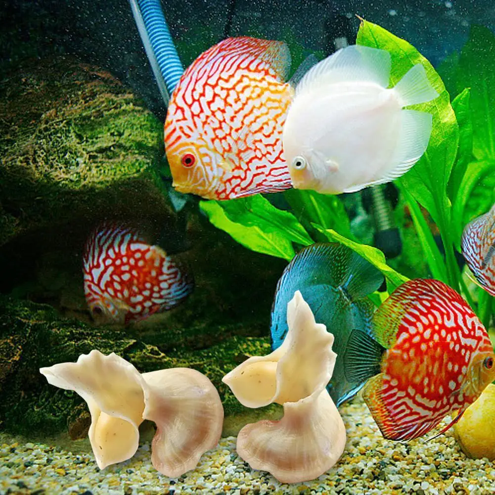 

1PC Natural Conch Shell Fish Tank Decoration Photo Props Flower Fairy Snail Home Furnishings Ornament DIY Craft 35-55mm