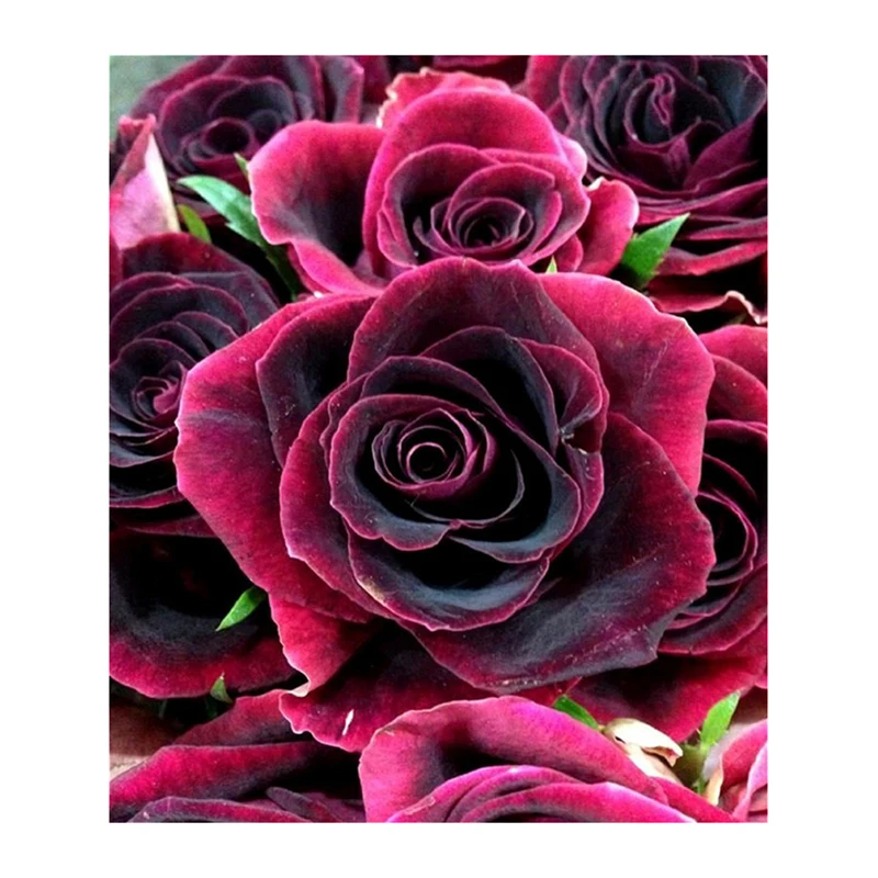 

DIY Diamond Painting Beautiful Flowers All Diamond Embroidery Mosaic Cross Stitch