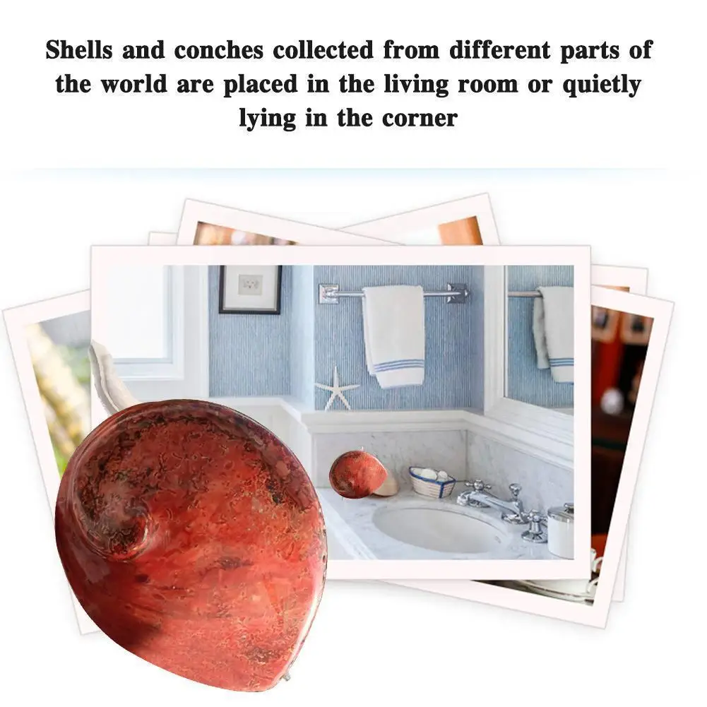 

13-15cm Natural Red Abalone And Sage Storage Home Party Home For Wedding Container Decor Large Shell Abalone Decoration C1U4