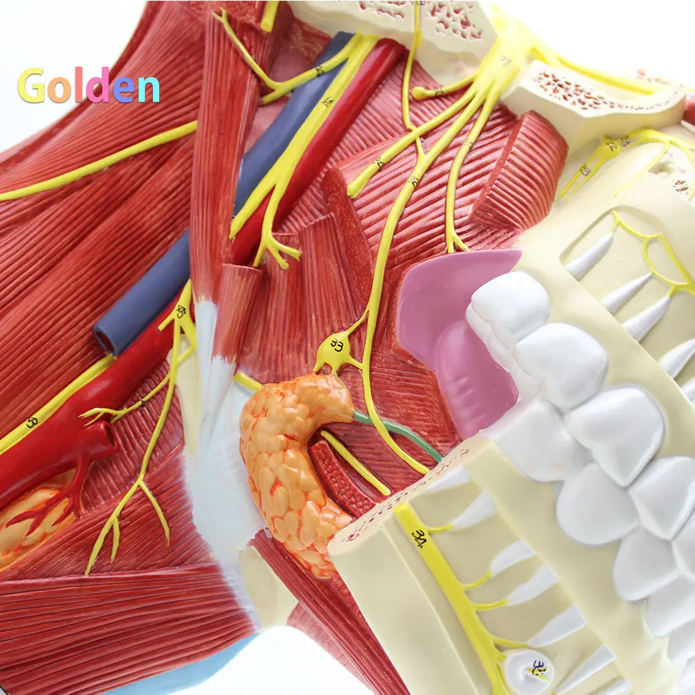 12 пар анатомических моделей черепной нервной системы нервов черепа модель