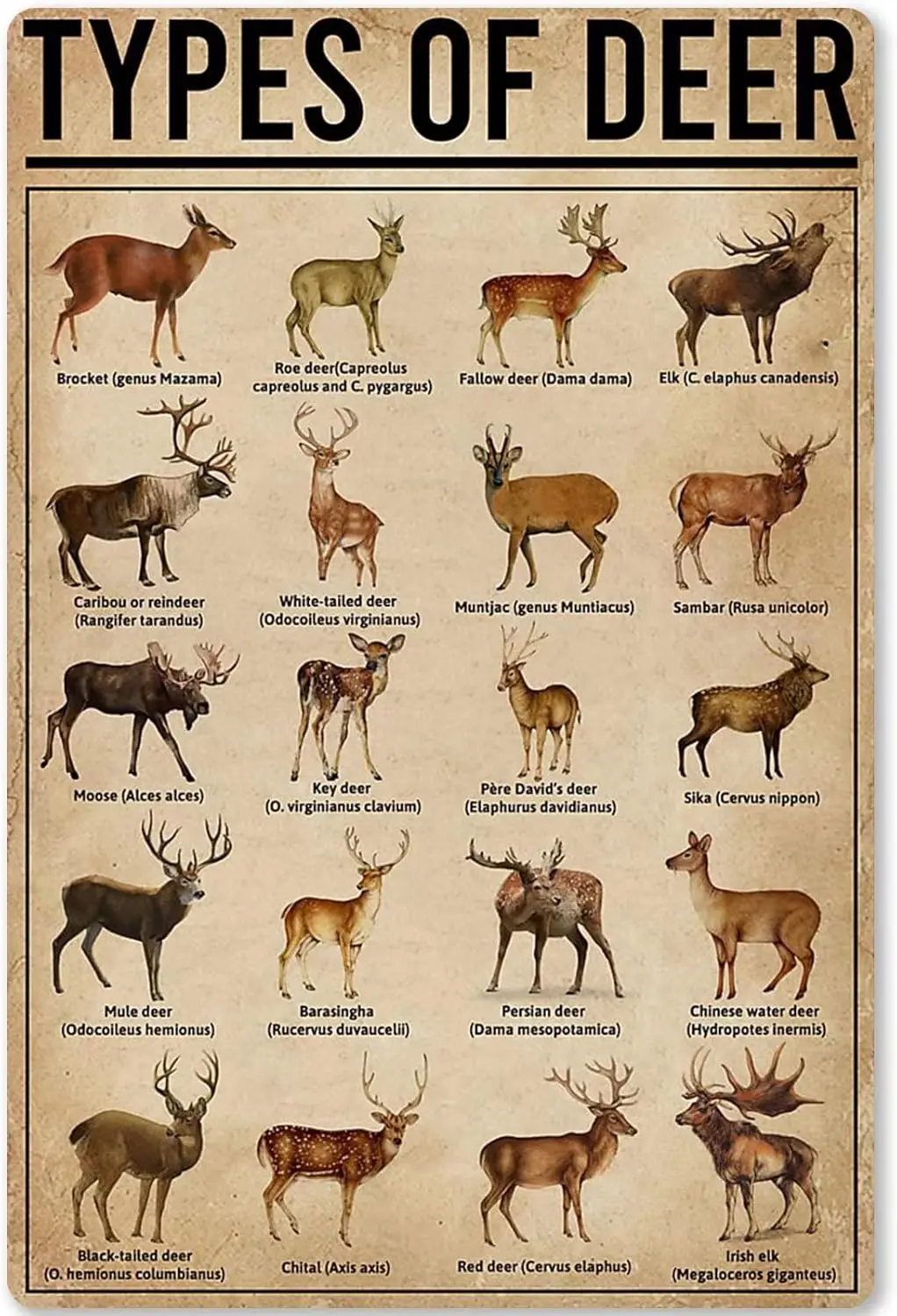 Типы Deer Metl Tn Sgn nml Rendeer Knowledge School Educton nfogrphcs Frmhouse Home Ktchen Wll Plque Poster 12x16 nches