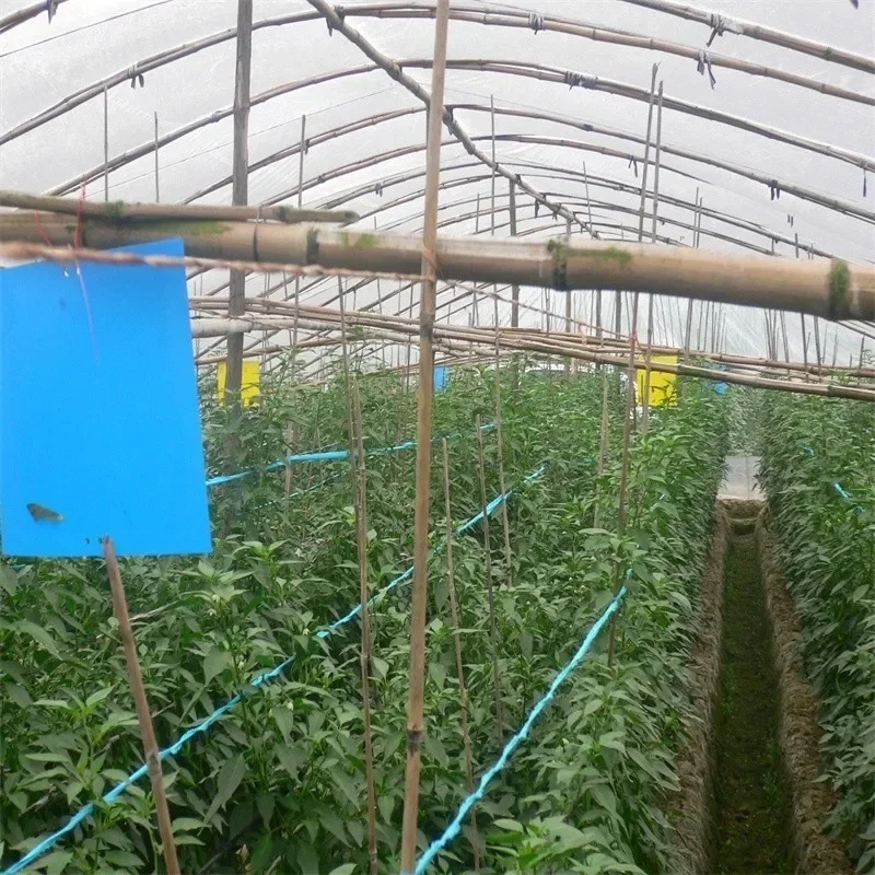 5/10/20 шт. клейкая лента-ловушка для фруктов