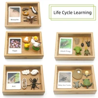 montessori life cycle english teaching aids three paragraph card early childhood language toys wooden toys montessori kids toys