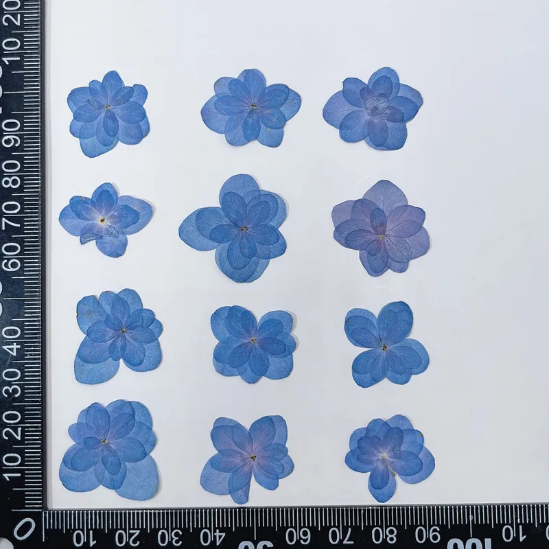 

Прессованные цветы гортензии NYAConfetti 12 шт.